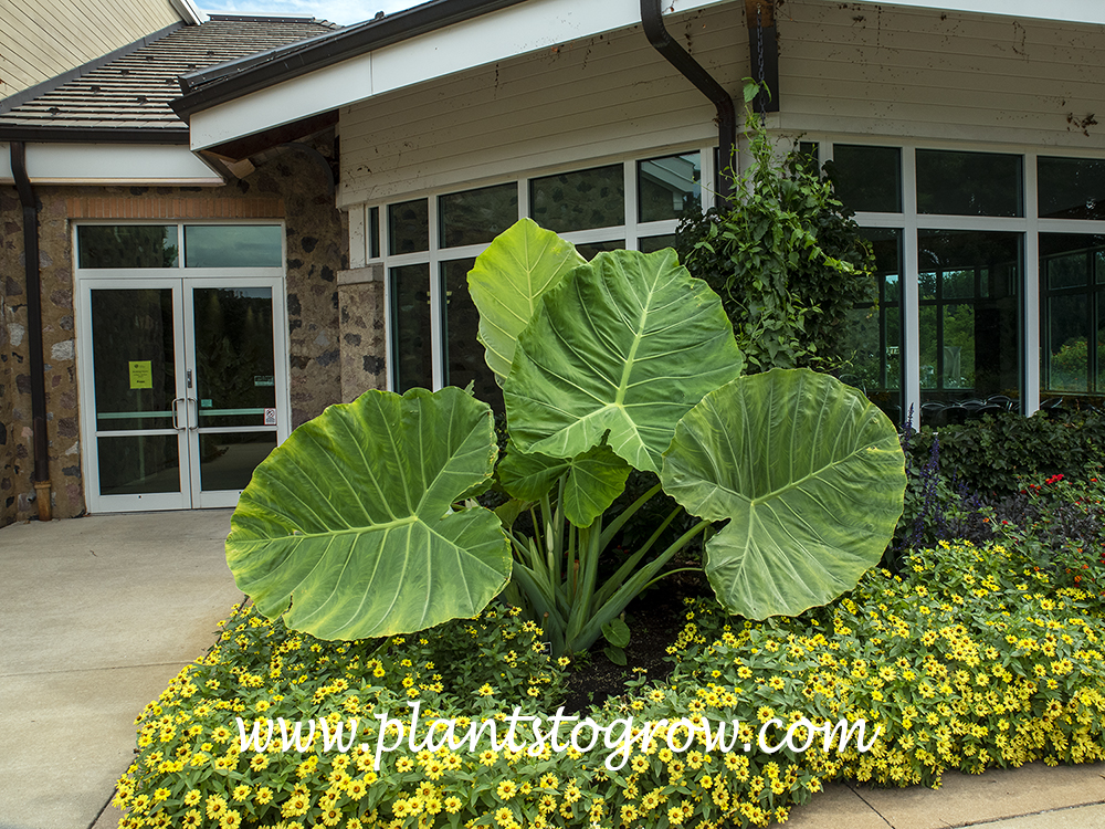 Thailand Giant Elephant Ears (Colocasia gigantea)
This plant was humongous.  It seems out of place having such a large tropical plant growing in a zone #5 garden, but I really enjoy seeing it. Growing in an area that gets some direct sun.
